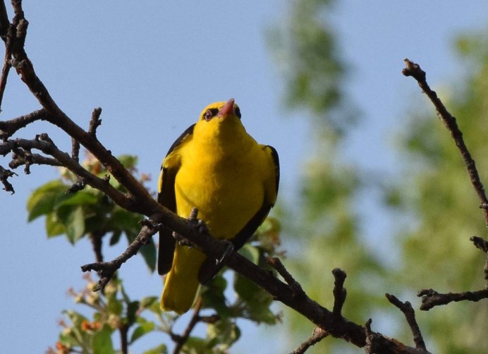 Зеленоголовая Иволга