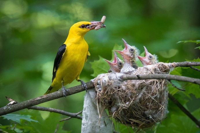 Птица Балтиморская Иволга
