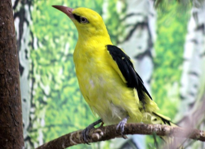 Иволга монашенка