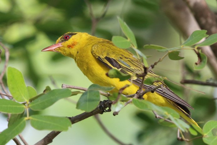 Обыкновенная Иволга птицы