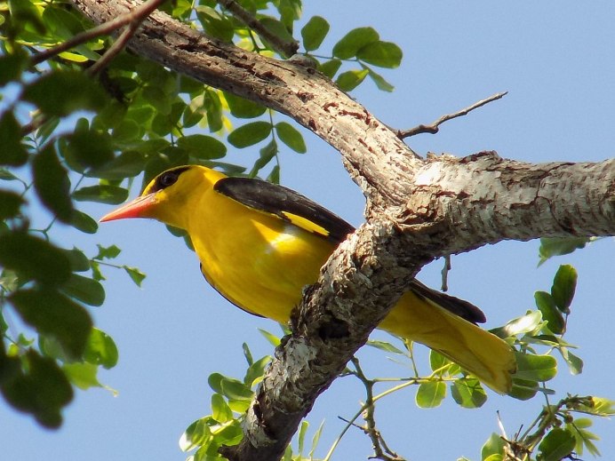 Обыкновенная Иволга
