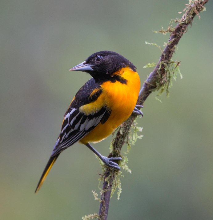 Балтиморская Иволга