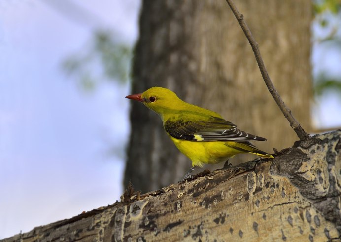 Африканская золотистая Иволга