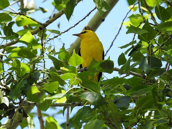 Балтиморская Иволга