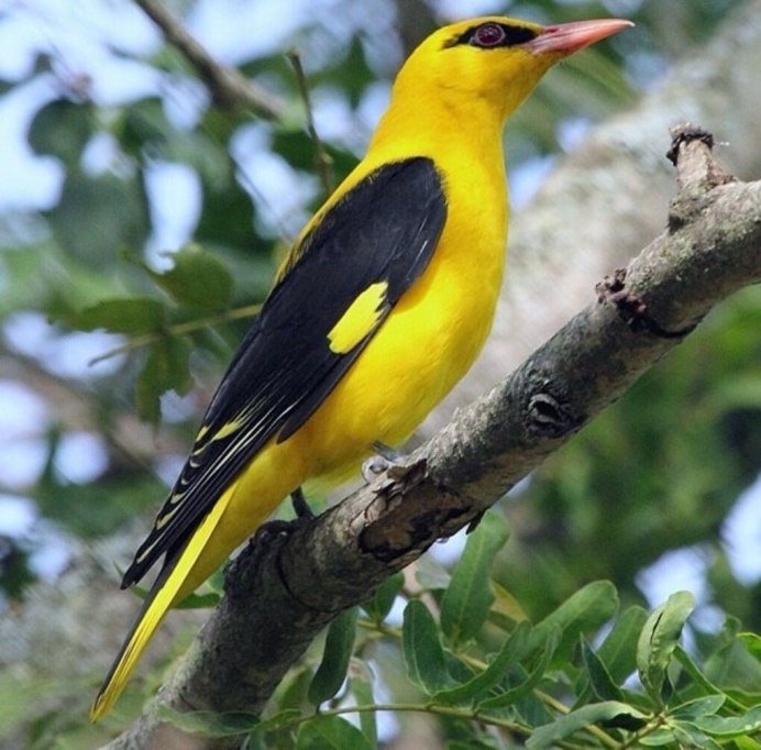 Обыкновенная Иволга слеток