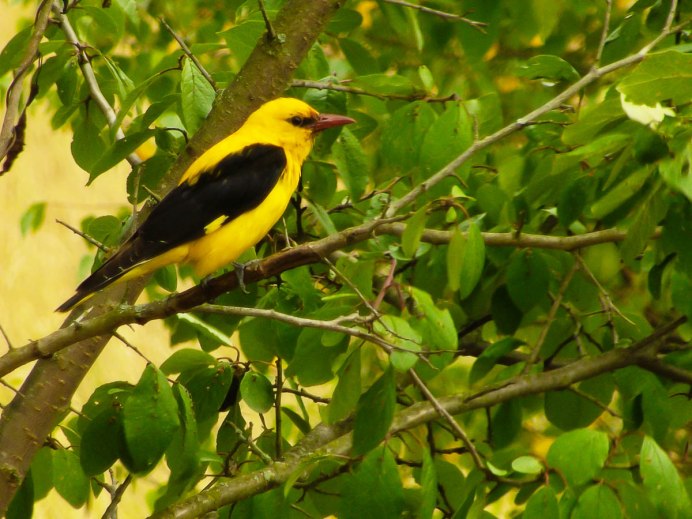 Обыкновенная Иволга Oriolus Oriolus
