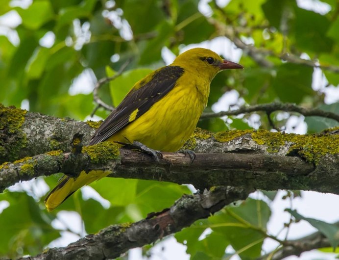 Малиновогрудая Иволга