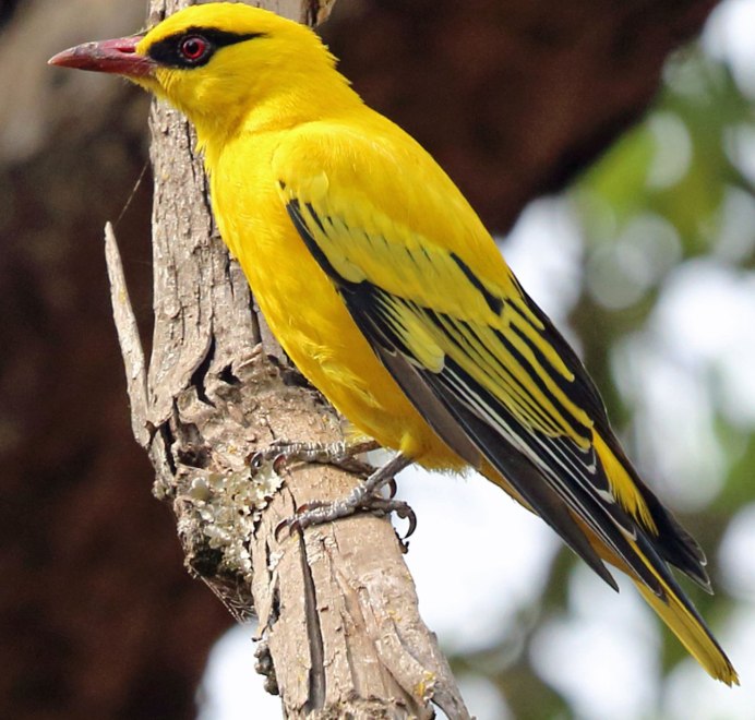 Африканская золотистая Иволга