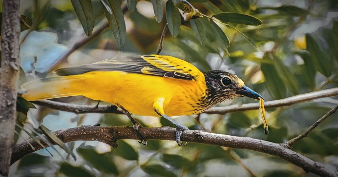 Обыкновенная Иволга