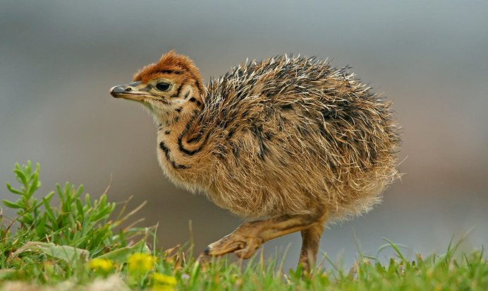 Страус эму птенцы