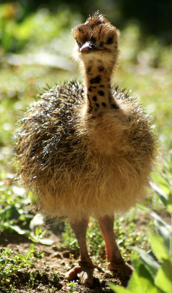 Африканский страус с птенцами