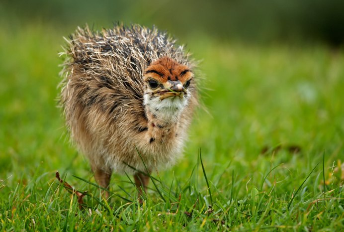 Страусята африканского страуса