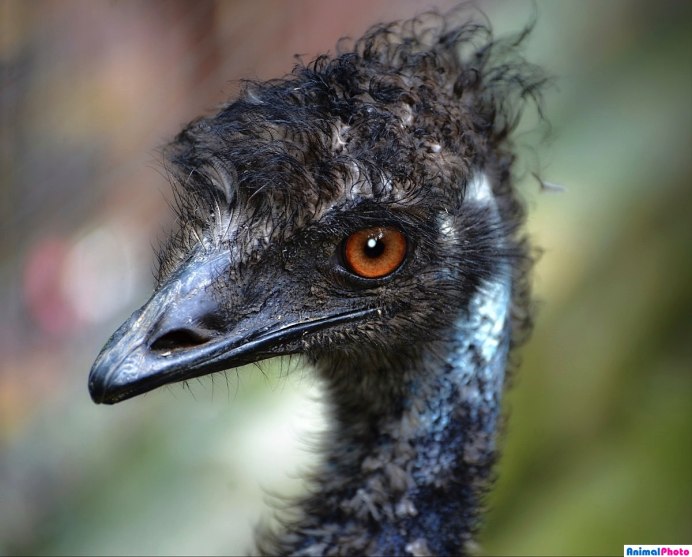 Африканский страус с птенцами