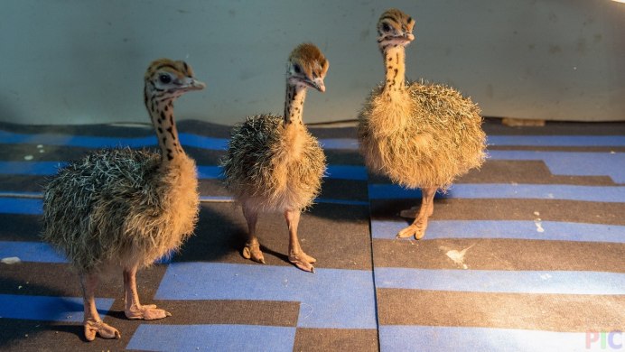 Африканский страус с птенцами
