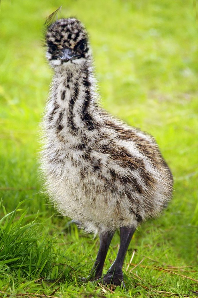 Птенцы нанду