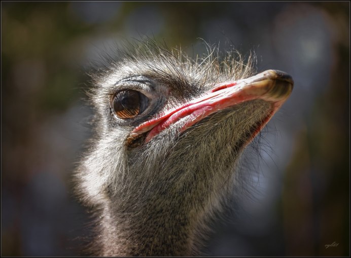 Страус младенец