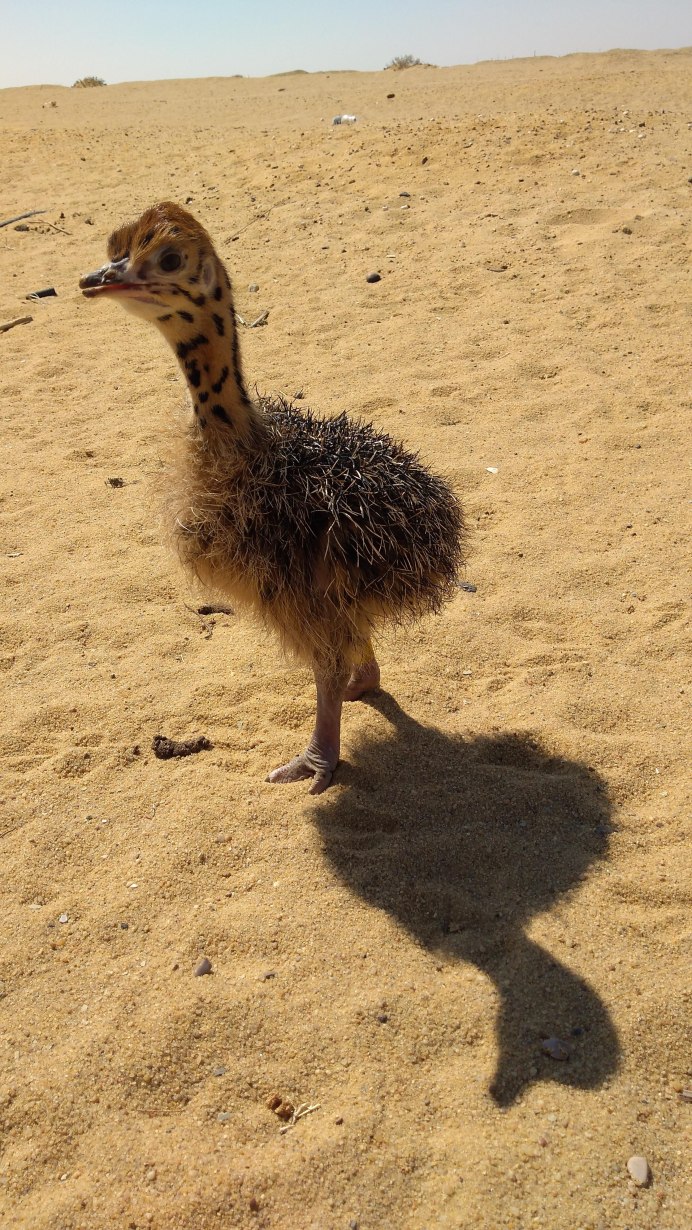 Птенцы нанду