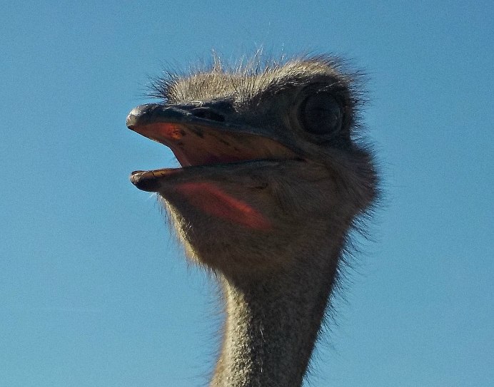 Африканский страус с птенцами