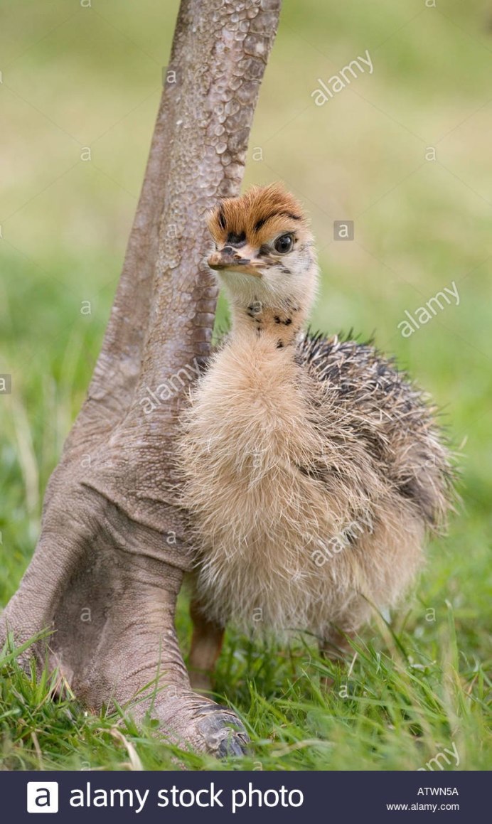 Маленький страусенок