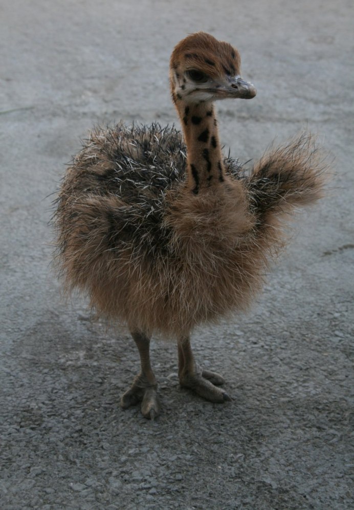 Страус эму птенцы