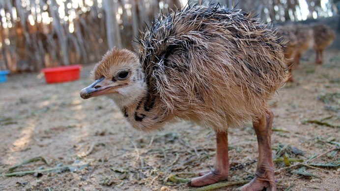 Африканский страус с птенцами