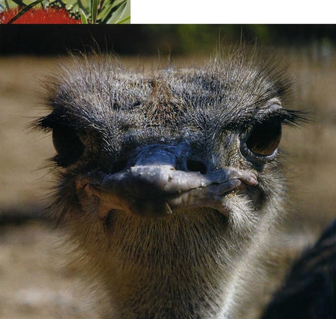 Птенцы австралийского эму