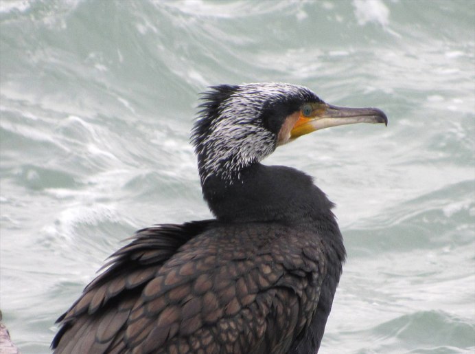 Хохлатый Баклан Phalacrocorax Aristotelis