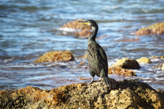 Стеллеров Баклан