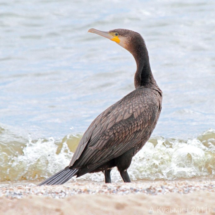 Стеллеров Баклан птица