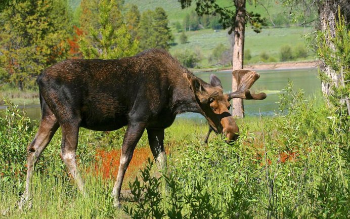 Cervus elaphus