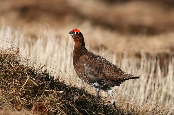 Ruffed Grouse птица
