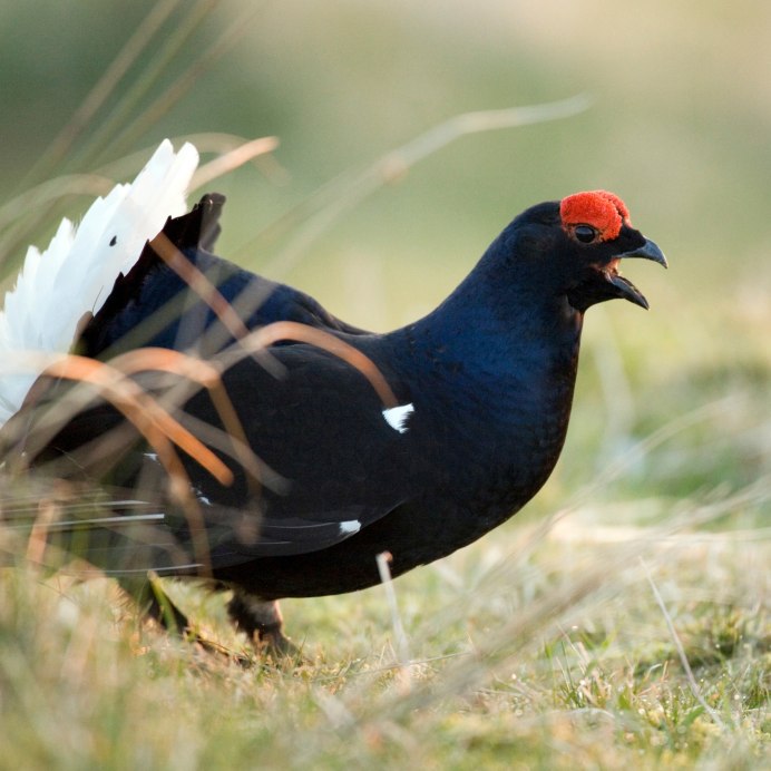 Глухарь (Tetrao urogallus)