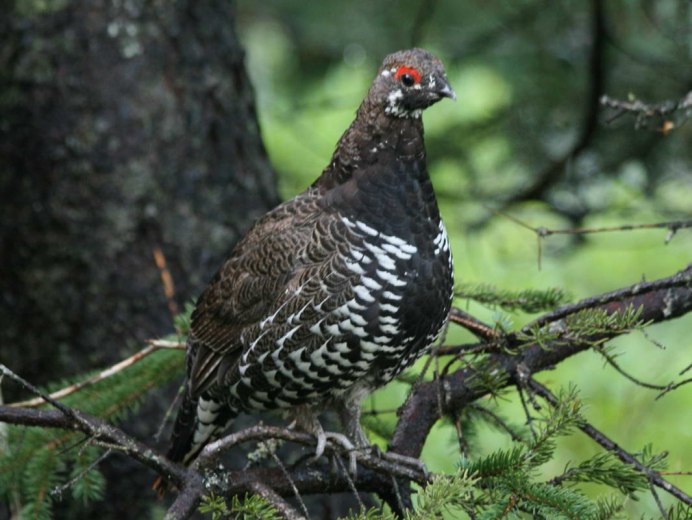Глухарь (Tetrao urogallus)