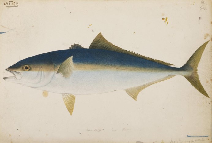 Lateolabrax japonicus