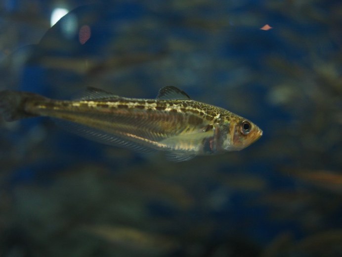Nemipterus japonicus рыба