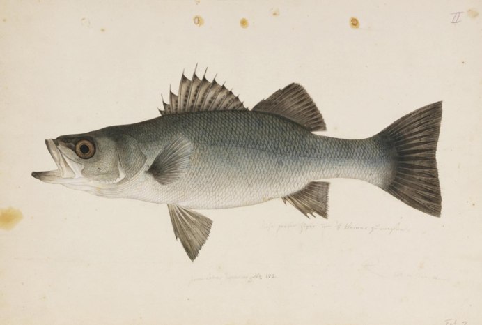 Spotted Seatrout рыба