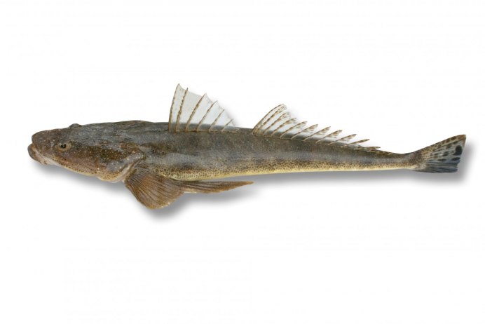 Argyrosomus japonicus