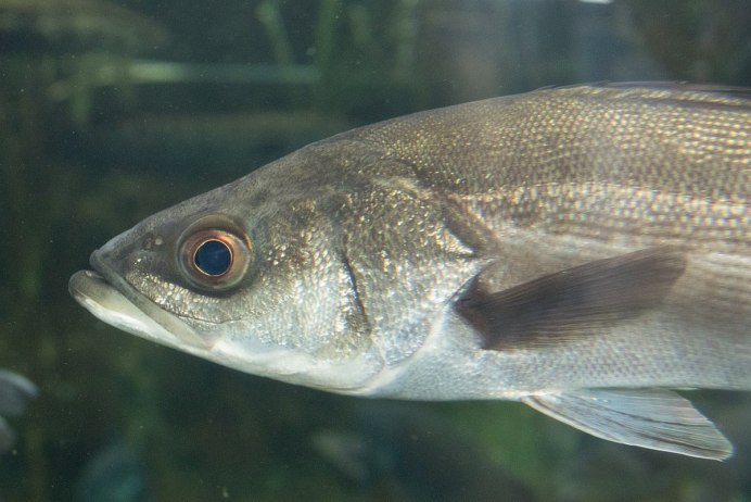 Spotted Seatrout рыба