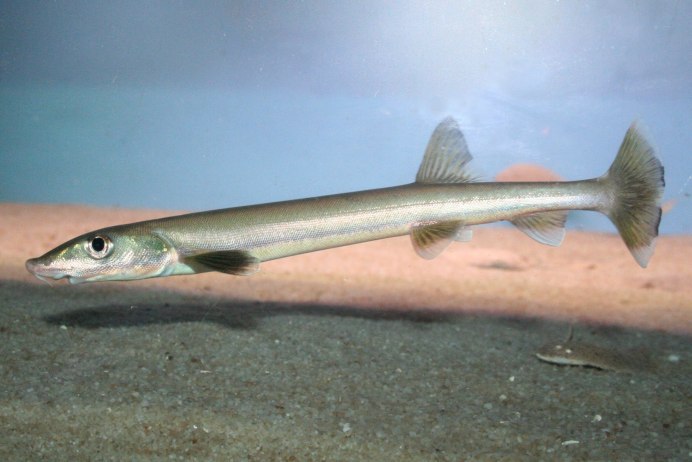 Морской Судак (Lateolabrax japonicus)