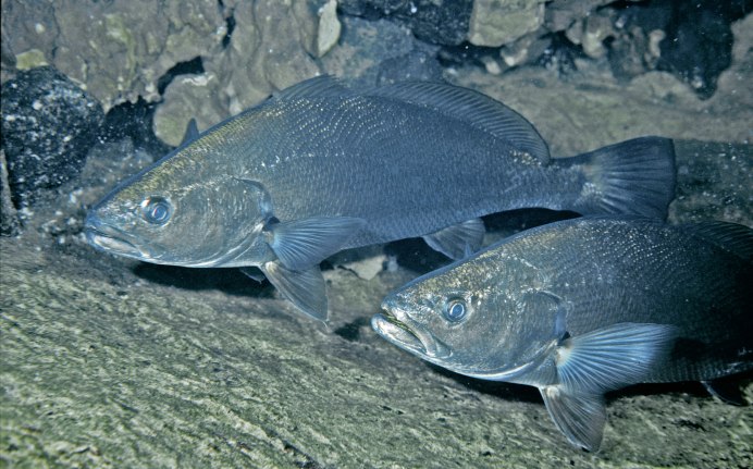 Cynoscion nebulosus