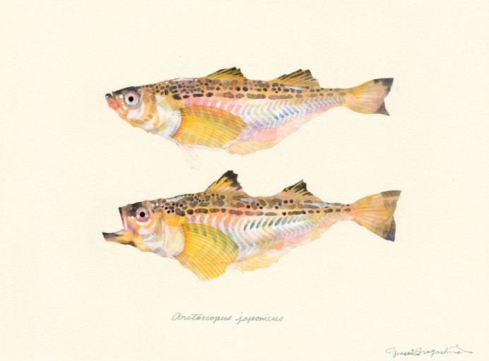 Девятииглая колюшка Pungitius Pungitius (Linnaeus, 1758)