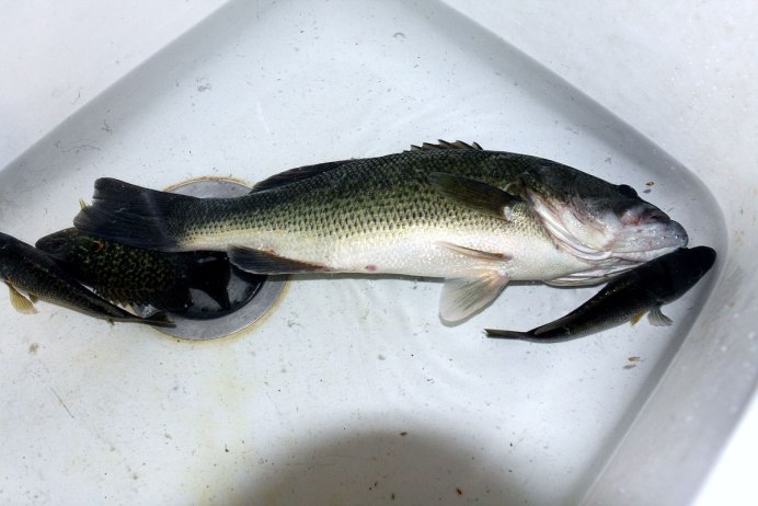 Форель морская пятнистая (Cynoscion nebulosus)