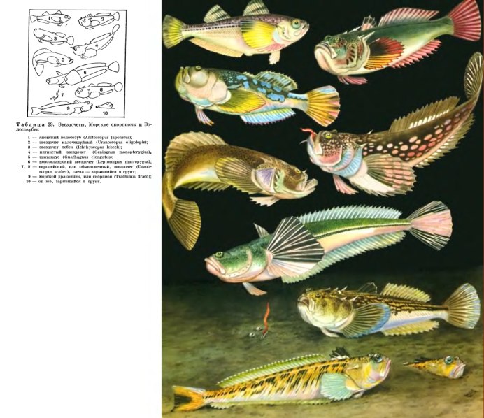 Platycephalus fuscus