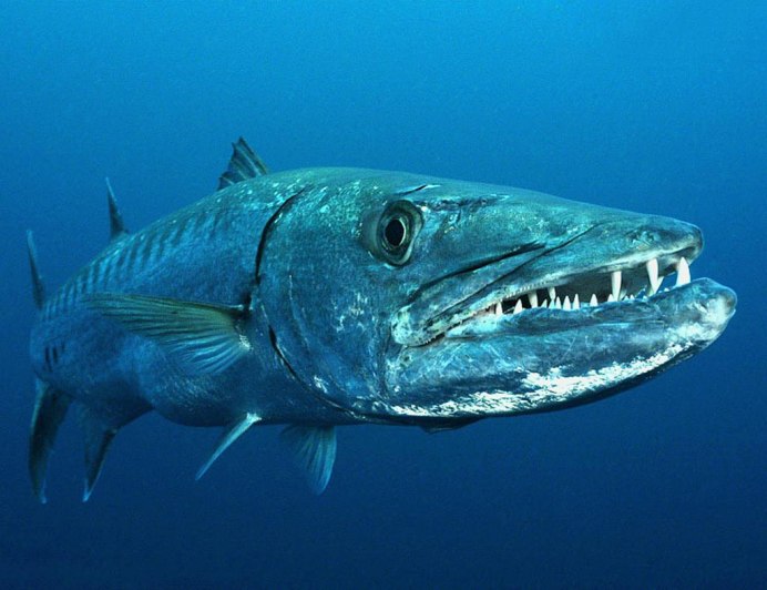 Lateolabrax japonicus