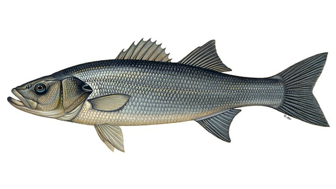 Biggest Trout