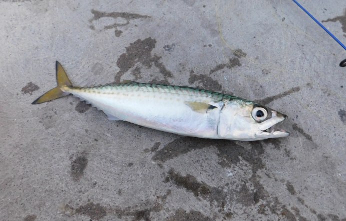 Spotted Seatrout рыба