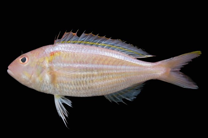 Lutjanus synagris