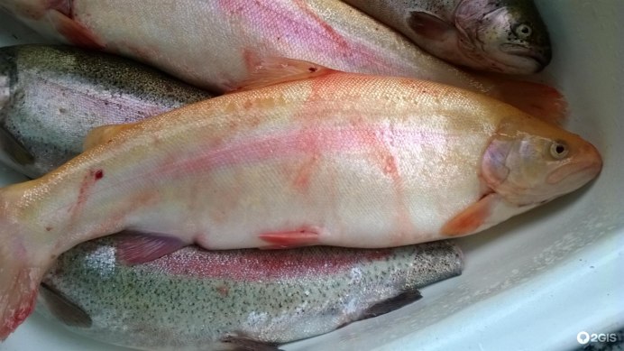 Атлантический белокорый палтус