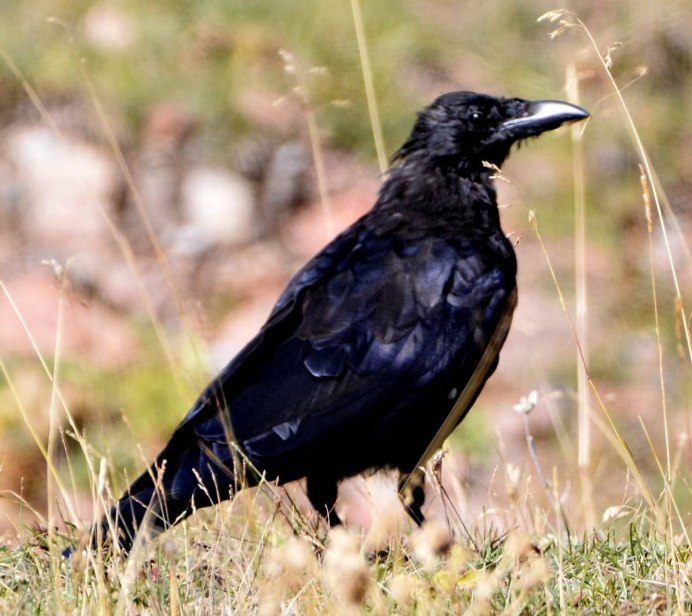 Carrion Crow