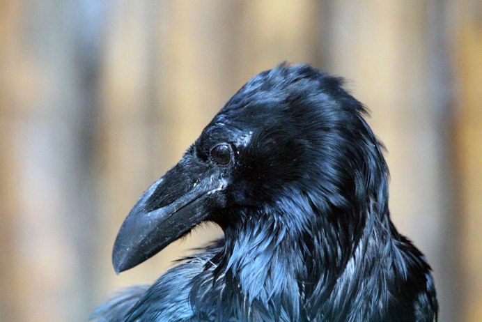 Ворон Corvus Corax